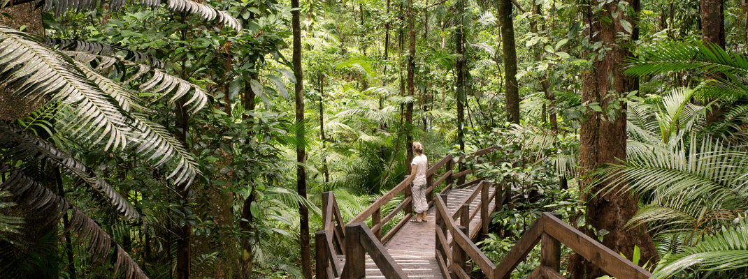 Walking through a rainforest in Queensland, Australia