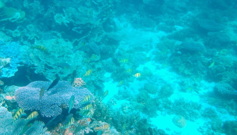 Coral Bay Ningaloo