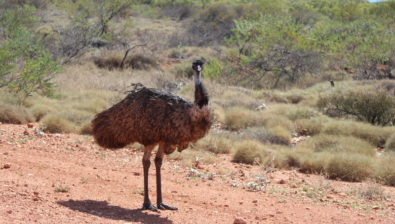 Perth West Coast emu