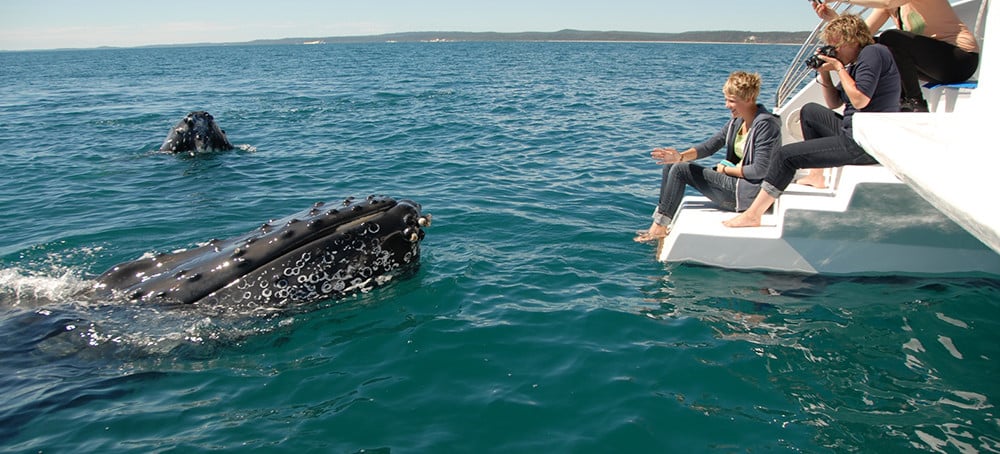 Hervey Bay humpback whales