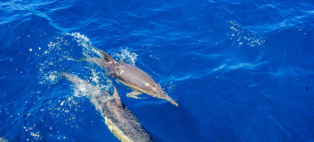 Port Stephens bottlenose dolphins
