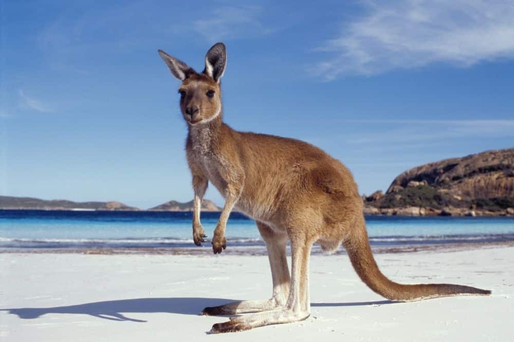 Australian wildlife bucket list: 10 animals you need to see