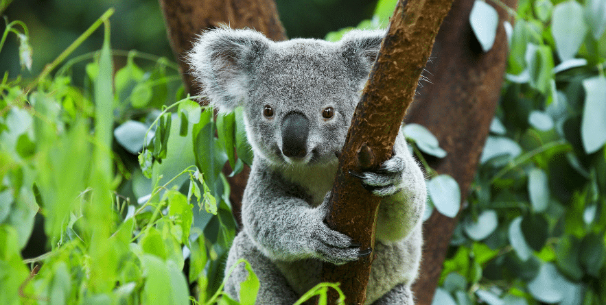 Koala on a tree in Australia
