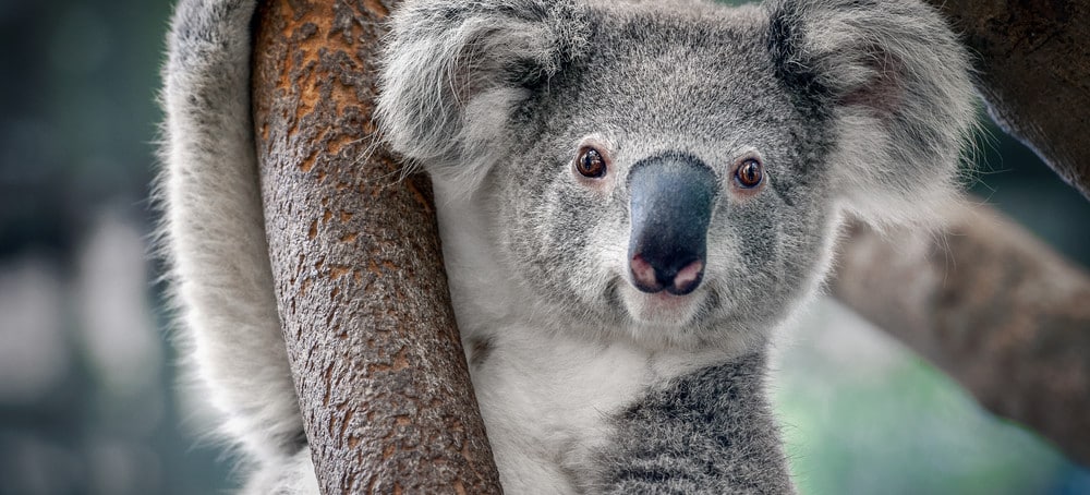 Koala close up