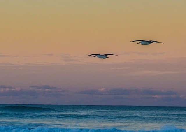 Birds flying beach