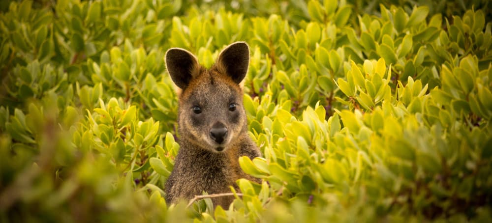 Kangaroo close up