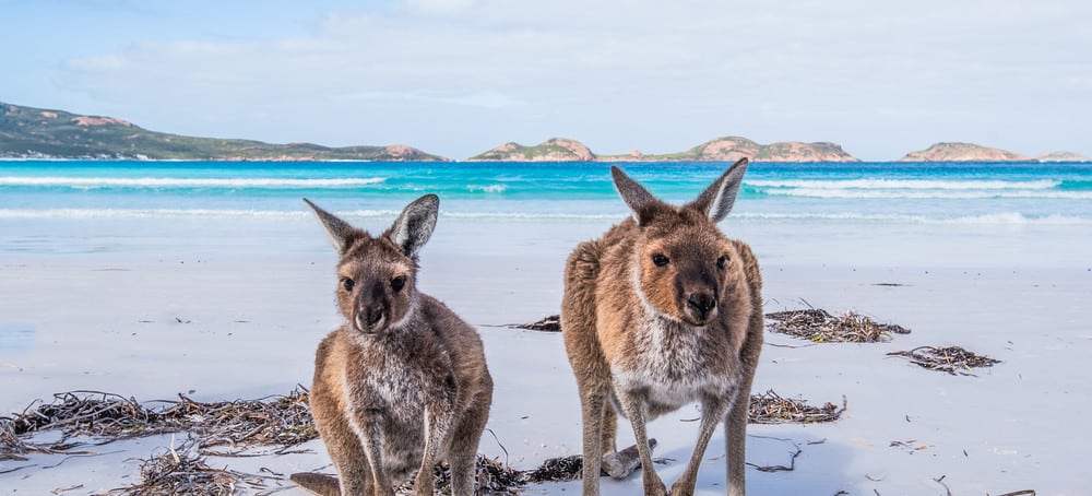 Coffs Harbour kangaroos