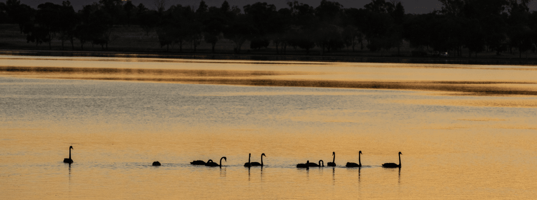 Swans in lake in Australia