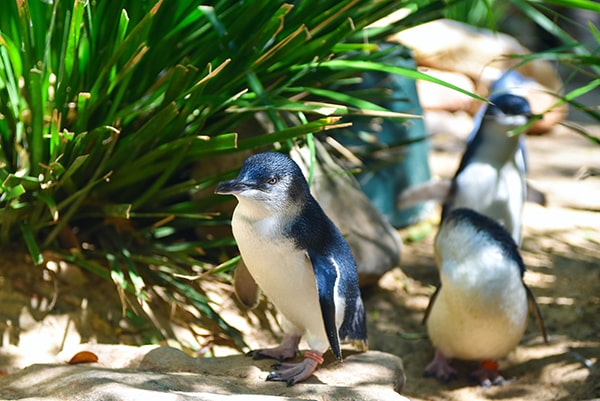 Faily penguins Phillip Island