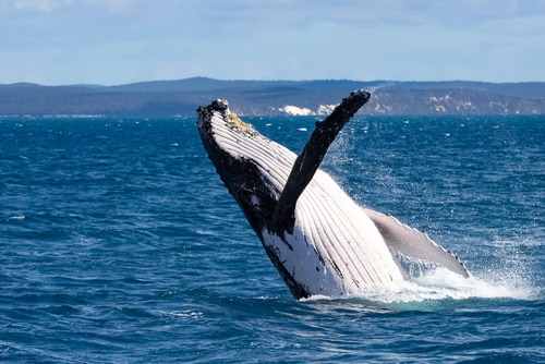 Hervey Bay whale watching
