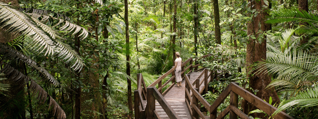 Walking through rainforest in Australia 