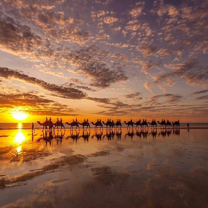 Image: Camel train at Cable Beach Instagram @paulmichael