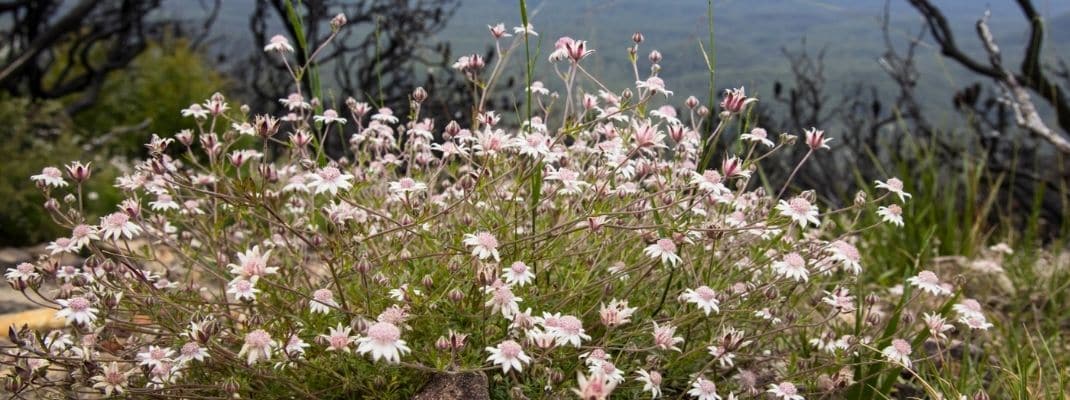 rare pink flannel flowers