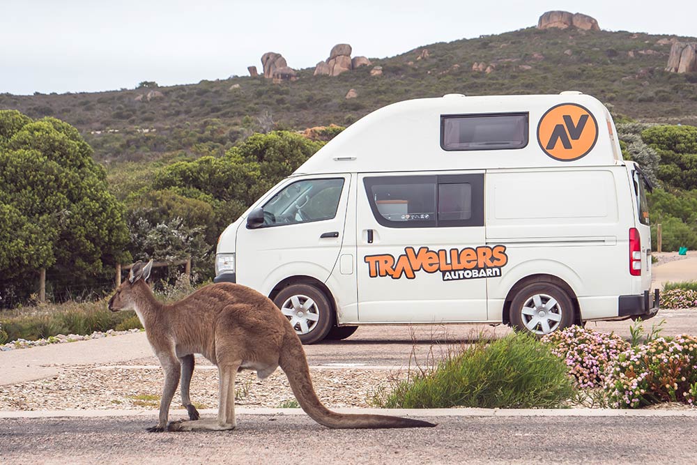 Where To Find Australian Wildlife While Camping