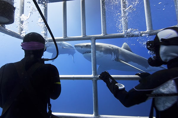 Great White Shark Diving Port Lincoln