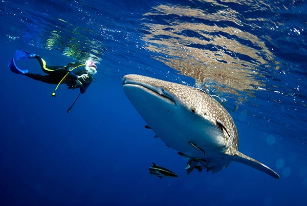 Swim with whale sharks in WA