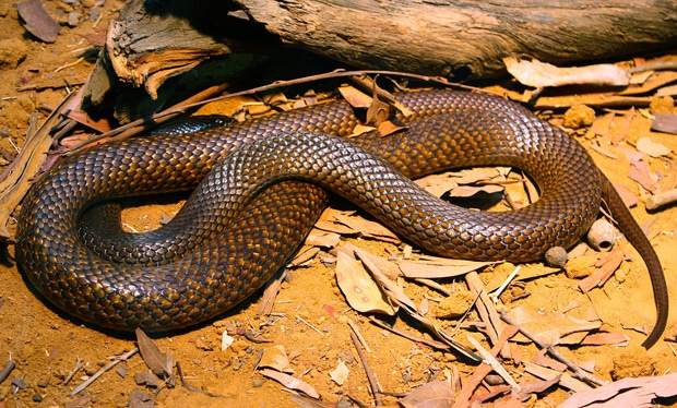 western-brown-snake