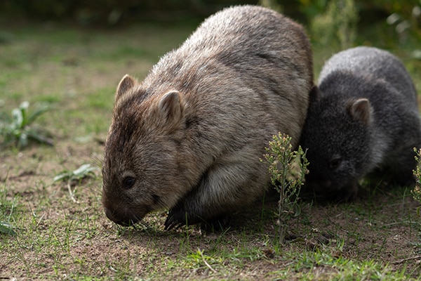 Wombats-in-wilsons-promontory