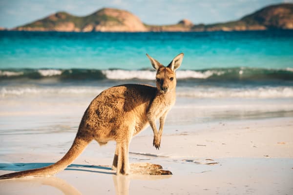 Kangaroo in Lucky Bay