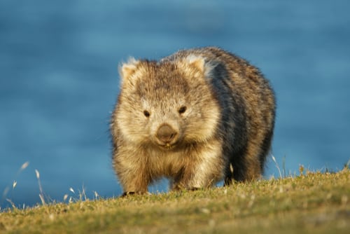 Wombat Australia 