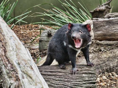 Australian Wildlife Bucketlist - Top 10 Animals You Must See