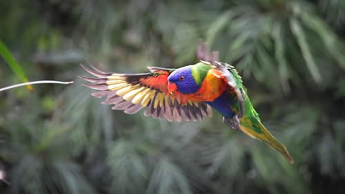 Australian Birds - Rainbow Lorikeet