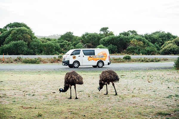 Campervan in nature with emus