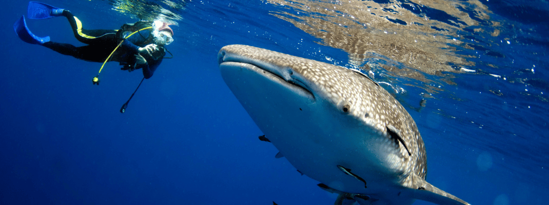 Whale Sharks, Western Australia