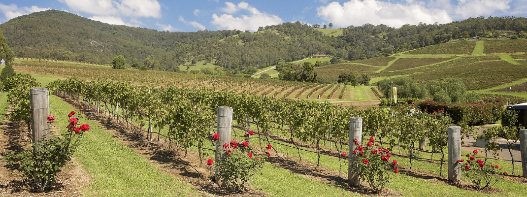 Vineyard in New South Wales