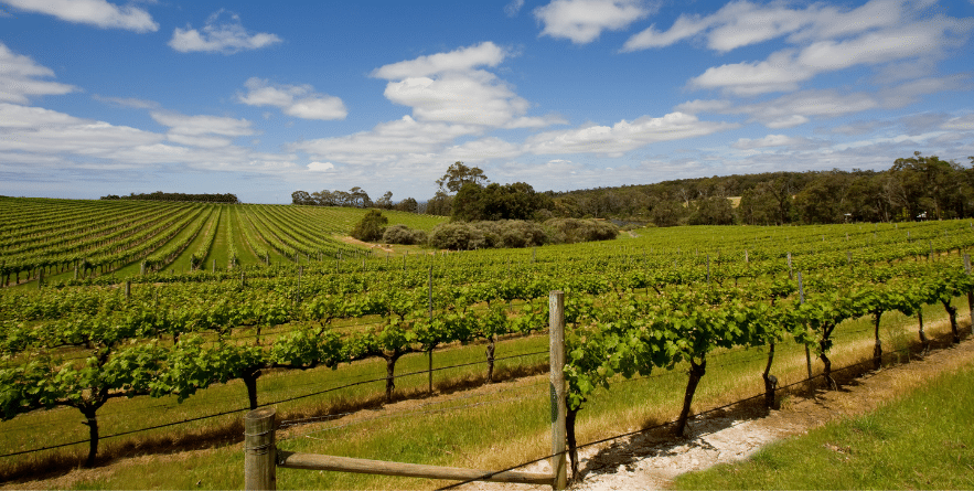 View of a vineyard, with a valley full of vines in neat rows. Margaret River, Australia.