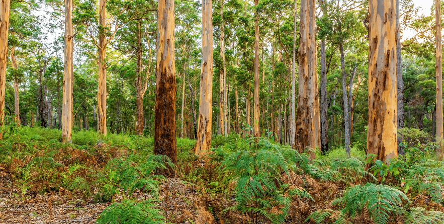Karri Forest near Pemberton Western Australia