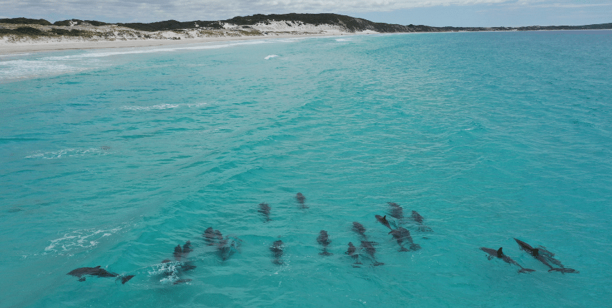 Close up shot of a large pod of dolphins relaxing in Bremer Bay, Western Australia