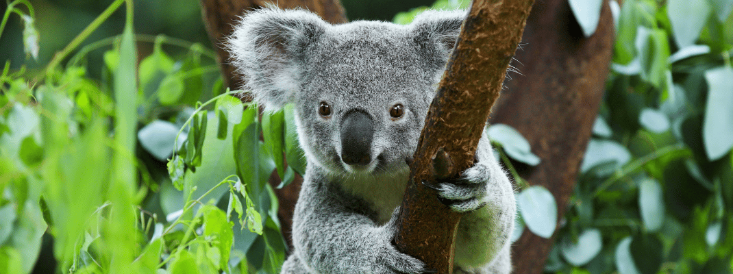 Koala on tree in Australia