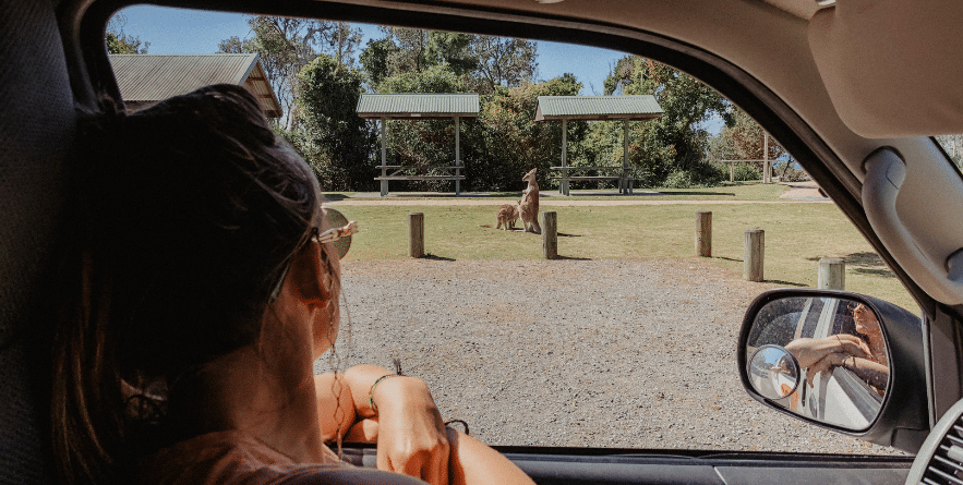 Person in car observing kangaroos on side of road, Australia