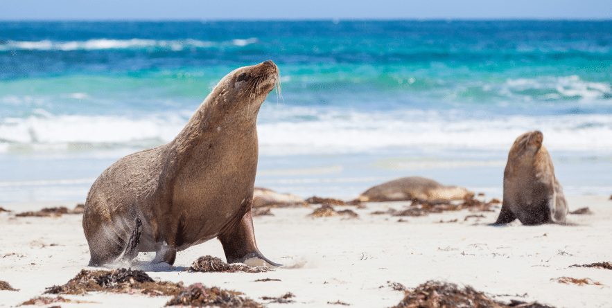 Seals on beach on Kangaroo Island, Australia